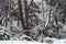 Snowy forest with trees and plants covered in snow way from Villa Traful to San Carlos de Bariloche. Neuquen, Argentina