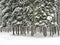 Snowy forest, winter background, large fir trees