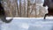 Snowy forest. A woman riding a dark horse on a snowy ground