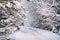 Snowy Forrest road in winter with branches covered in snow