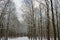 Snowy and frozen forrest in the Netherlands