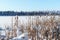 Snowy Frozen plants, winter forest background