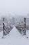 Snowy frozen vineyard row white