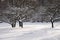 Snowy fruit trees