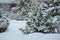 Snowy garden view in winter with pine trees