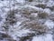 Snowy grass close up of winter surface in forest of Belarus