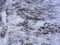 Snowy grass close up of winter surface in russian forest