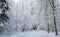 Snowy ground road crossing forest