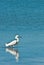 Snowy heron, wading in tropical pond