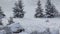 Snowy hillside with fir trees