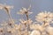 Snowy hogweed flower