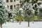 Snowy holiday scene, part of hotel exterior and trees in the front yard covered with snow