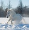 Snowy horse in snowy day