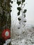 Snowy ivy on the marked tree