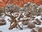 Snowy Juniper and Pinyon