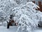 Snowy Laden Tree in the Neighborhood