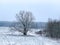 Snowy landscape. bare tree in a snowy field under grey winter sky