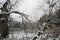 Snowy landscape chestnut trees shrubs and ground covered with a thin layer of snow