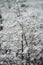 Snowy landscape chestnut trees shrubs and ground covered with a thin layer of snow