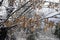 Snowy landscape chestnut trees shrubs and ground covered with a thin layer of snow