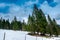 Snowy landscape with fir trees on the descent of Mount Feldberg in the Black Forest, Germany