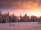 Snowy landscape on a mounatin range with spruce trees covered with snow and rime shortly before sunset