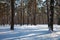 Snowy landscape of pine trees in sparse forest