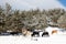 in a snowy landscape some cows come to the road to eat