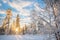 Snowy landscape at sunset, frozen trees in winter in Saariselka, Lapland Finland