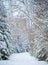 Snowy lane in winter forest