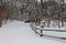 Snowy Lane in Woods