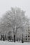 Snowy large tree covered drizzle looks very nice