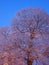 Snowy leafless maple branches during blue hour