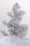 A snowy little fir tree. Winter frost tree.