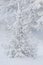 A snowy little fir tree. Winter frost tree.