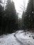 Snowy lonely woods pathway for nature exploration or future symbol