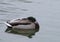 Snowy Mallard takes Cover in Snow Storm