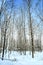 Snowy maple forest in winter