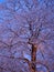 Snowy maple tree during blue hour