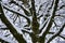 Snowy maple tree crown nature details in winter