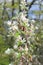 Snowy mespilus shrub