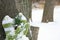 Snowy mittens holding pine sprig