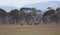 Snowy Mountain Brumbie Horses