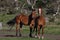 Snowy Mountain Horses