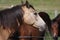 Snowy Mountain Horses