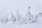 Snowy mountain trees against the winter sky