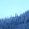 Snowy Mountainous Alpine Pine Forest