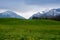 Snowy mountains behind a green meadow with dandelion in the bavarian alps, famous tourist resort in bavaria, germany, europe, cop