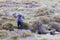 Snowy Mountains Brumbies View near Thredbo in Australia