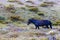 Snowy Mountains Brumbies View near Thredbo in Australia